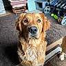 animal, attentive, brown, canine, carpet, chair, cozy, curious, dog, exercise_equipment, floor, fur, golden_retriever, home, indoor, looking_up, mammal, pet, portrait, weights
