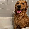 Mabyl joined the competition — help win amazing prizes! animal, bathroom, bathtub, canine, companion, cute, dog, domestic_animal, friendly, fur, golden_retriever, happy, indoor, mammal, pet, portrait, smiling, tile_wall, tongue_out, wet_fur