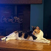 Katie is registered to the contest to win money with this photo: cat, calico_cat, feline, animal, pet, indoor, wooden_surface, love_sign, decor, relaxed, orange, white, black, fur, mammal, cute, domestic_animal, laying_down, looking_away, cozy