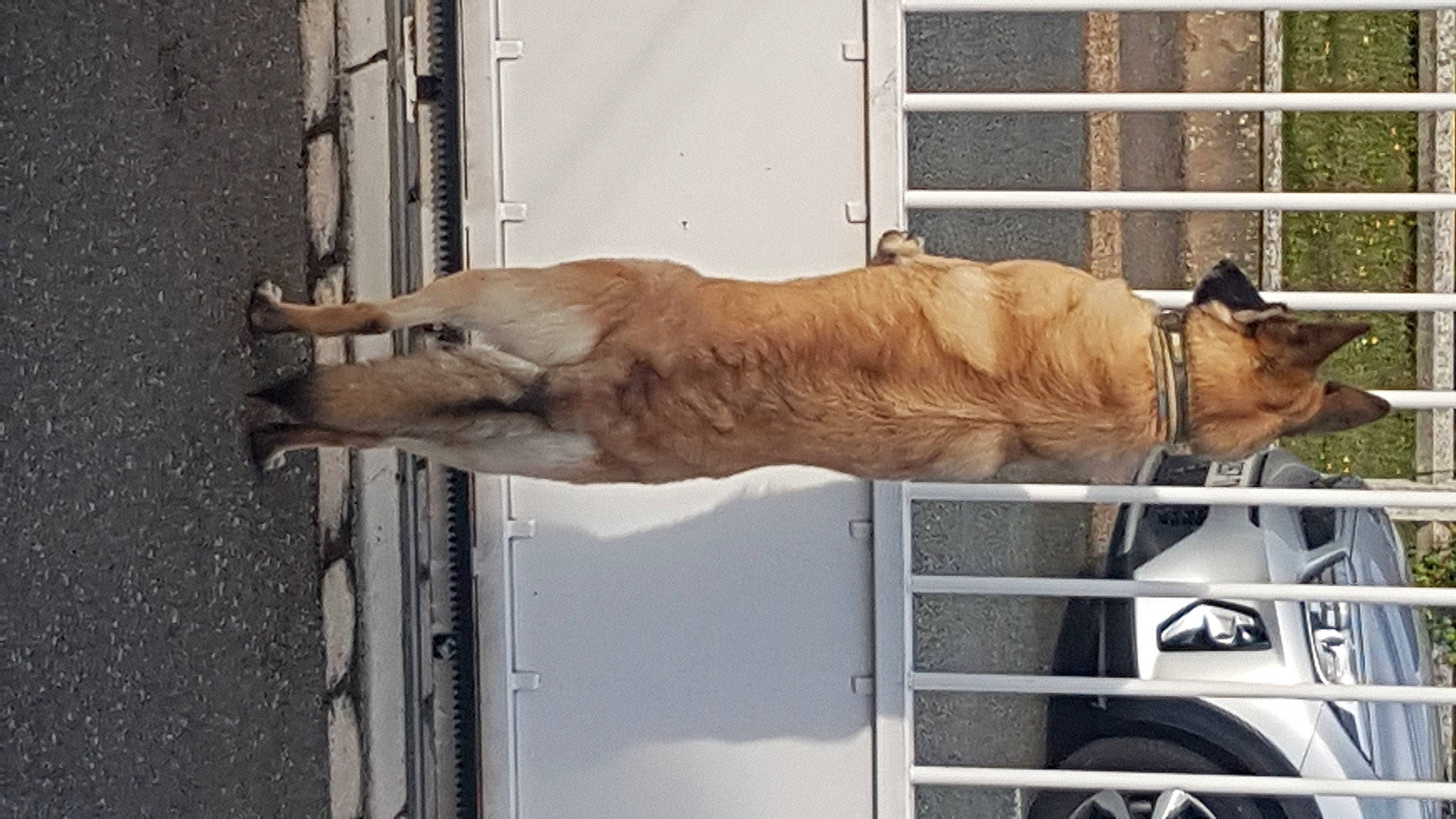 Sarra a rejoint le concours — aidez-le/la à gagner de superbes lots ! canidae, carnivore, collar, dog, dog_breed, dog_collar, dog_supply, door, fawn, guard_dog, liver, mare, pack_animal, pet_supply, sporting_group, stallion, tail, wood, working_animal