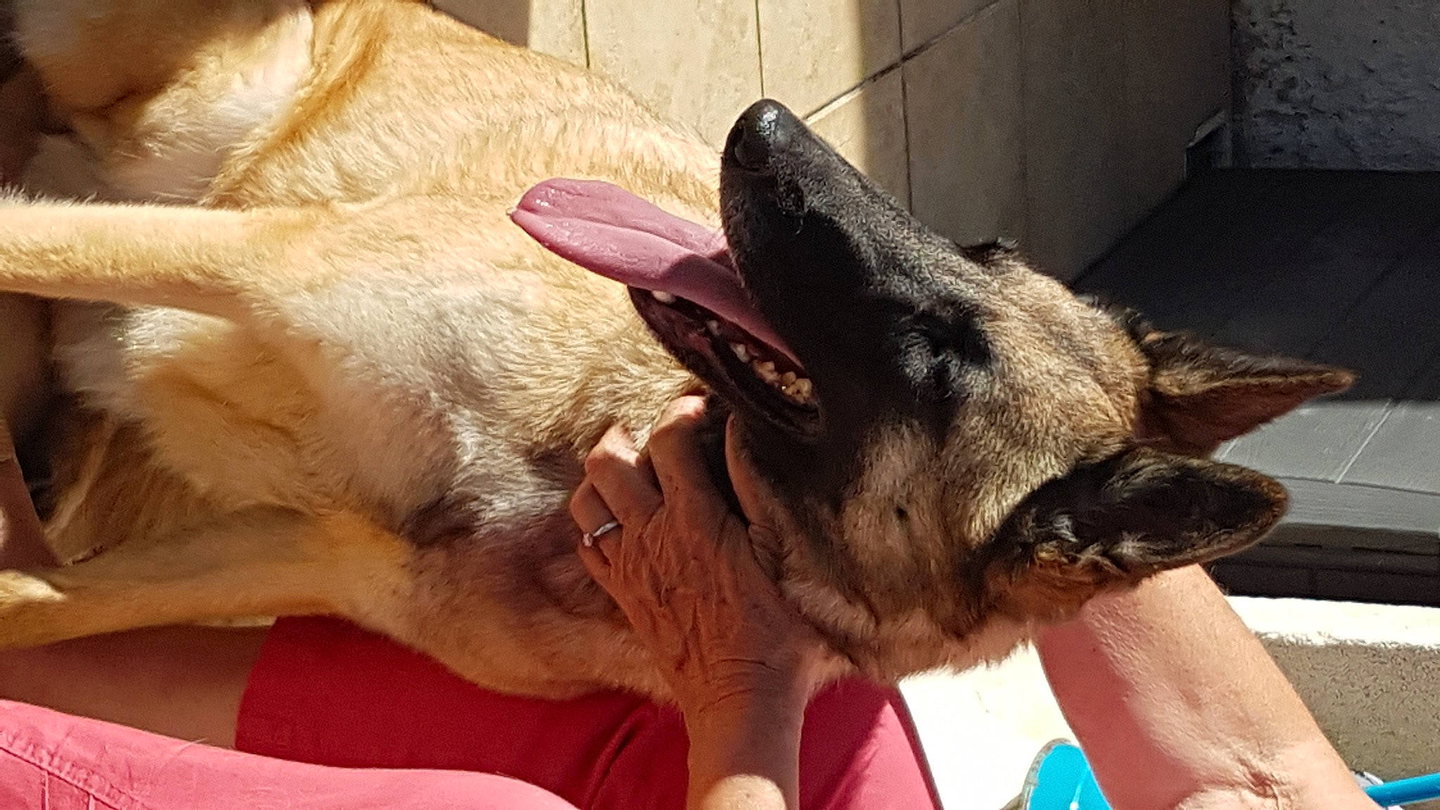 Sarra participe au concours pour gagner de l'argent avec cette photo : canidae, carnivore, collar, comfort, companion_dog, dog, dog_breed, ear, fawn, fur, german_shepherd_dog, gesture, giant_dog_breed, guard_dog, jaw, paw, snout, sporting_group, working_animal, working_dog