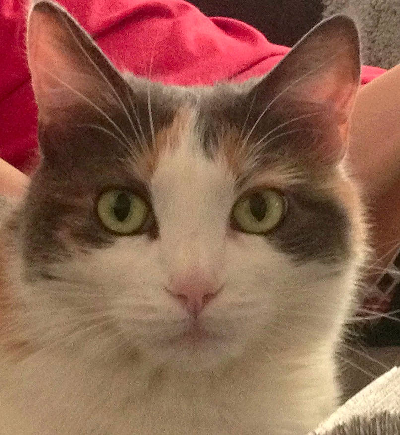 Chewbacca a rejoint le concours — aidez-le/la à gagner de superbes lots ! carnivore, cat, domestic_short_haired_cat, felidae, fur, paw, small_to_medium_sized_cats, snout, square, whiskers, window