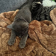 Pearl joined the competition — help win amazing prizes! cat, gray_cat, tabby_cat, blanket, couch, furniture, sleeping, resting, cozy, pet, animal, fur, indoor, relaxing, soft_texture, brown_blanket, gray_fur, white_fur, paws, nap