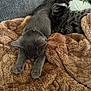 cat, gray_cat, tabby_cat, blanket, couch, furniture, sleeping, resting, cozy, pet, animal, fur, indoor, relaxing, soft_texture, brown_blanket, gray_fur, white_fur, paws, nap