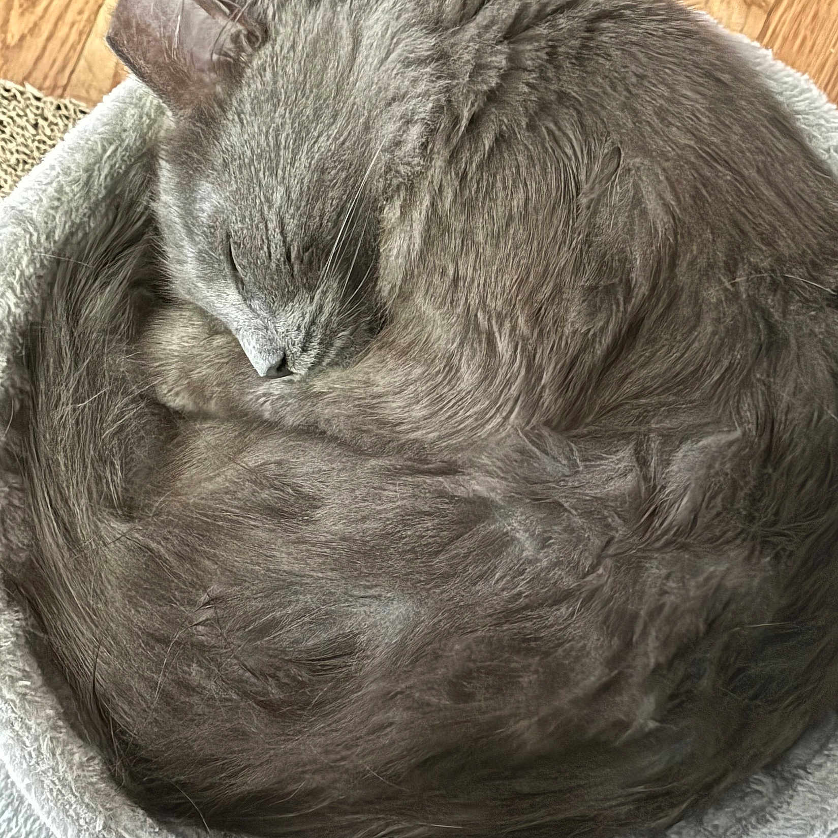 Fluffy joined the competition — help win amazing prizes! animal, cat, cozy, curled_up, cute, domestic_cat, feline, furry, gray_cat, indoor, mammal, nap, paw, pet_bed, relaxed, resting, sleeping, soft, whiskers, wooden_floor