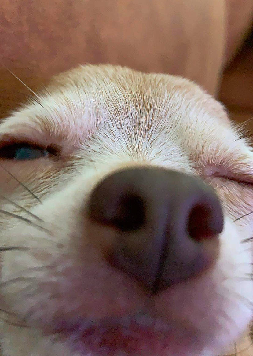 Chicooo participe au concours pour gagner de l'argent avec cette photo : canidae, close_up, companion_dog, dog_breed, ear, fawn, felidae, fur, livestock, nose, paw, rodent, snout, sporting_group, suidae, terrestrial_animal, toy, whiskers, white