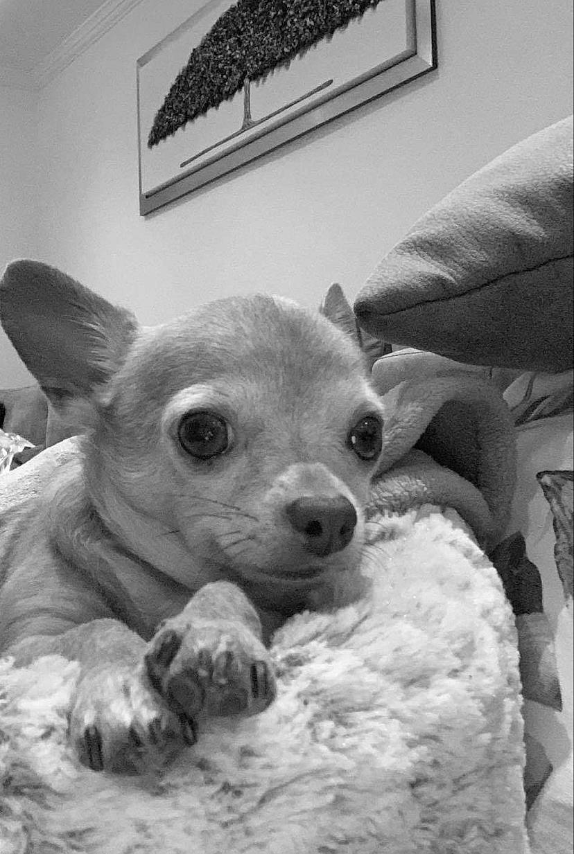 Chicooo a rejoint le concours — aidez-le/la à gagner de superbes lots ! black, black_and_white, carnivore, comfort, companion_dog, couch, dog, dog_breed, ear, fawn, grey, monochrome, monochrome_photography, nose, snout, style, toy, whiskers, white, working_animal