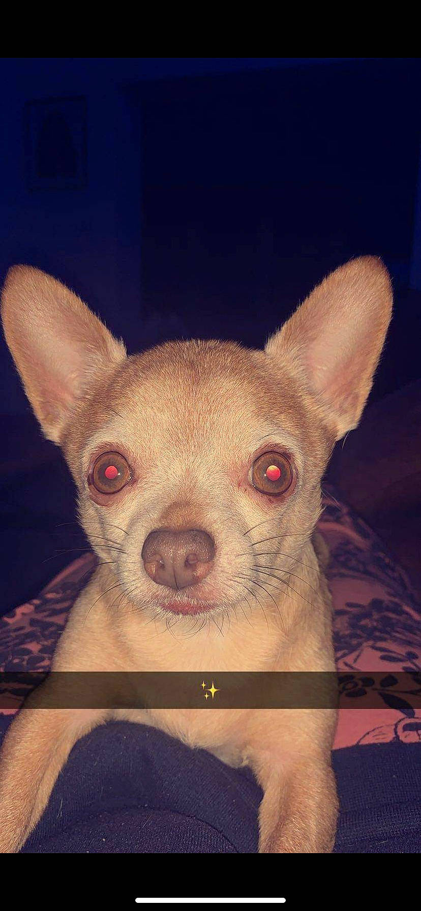 Chicooo participe au concours pour gagner de l'argent avec cette photo : canidae, carmine, carnivore, companion_dog, corgi_chihuahua, dog, dog_breed, ear, fawn, flesh, fur, head, non_sporting_group, pattern, snout, terrestrial_animal, toy_dog, whiskers