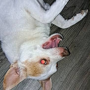 Captain is registered to the contest to win money with this photo: dog, white_dog, pet, lying_on_back, wood_floor, ear, paws, open_mouth, teeth, yawning, red_eye, fur, indoor, closeup, flash, nails, playful, portrait, animal, nose