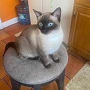 Susie joined the competition — help win amazing prizes! siamese_cat, cat, blue_eyes, stool, cushion, indoor, kitchen, tile_floor, wooden_cabinet, curious, pet, animal, feline, sitting, domestic_cat, household, fur, whiskers, ears, paws