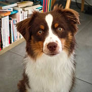 Rio participe au concours pour gagner de l'argent avec cette photo : dog, brown, white, fur, pet, animal, indoor, bookshelf, books, floor, tile, chair, furniture, looking, cute, ears, face, nose, eyes, sitting