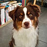 dog, brown, white, fur, pet, animal, indoor, bookshelf, books, floor, tile, chair, furniture, looking, cute, ears, face, nose, eyes, sitting