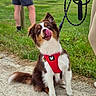 Rio a rejoint le concours — aidez-le/la à gagner de superbes lots ! canine, casual_clothing, daylight, dog, field, grass, gravel_path, hand, happy, leash, nature, outdoor, person, pet, playful, red_harness, sitting, summer, tongue_out, walking