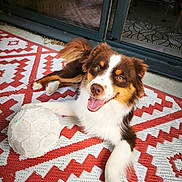 Rio participe au concours pour gagner de l'argent avec cette photo : animal, brown, canine, dog, door, fur, glass_door, happy, outdoor, patterned_rug, paw, pet, playful, red, relaxed, rug, smiling, soccer_ball, tongue_out, white