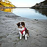 Rio a rejoint le concours — aidez-le/la à gagner de superbes lots ! adventure, beach, calm, canine, daylight, dog, harness, lake, landscape, nature, outdoor, pet, reflection, rocks, sand, scenic, smiling, sunlight, trees, water