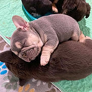 Stepper joined the competition — help win amazing prizes! puppy, dog, french_bulldog, sleeping, brown, chocolate_color, litter, three_dogs, cuddle_pile, cute, adorable, animal, pet, closeup, indoor, blanket, quilt, resting, snuggled, cozy