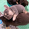 puppy, dog, french_bulldog, sleeping, brown, chocolate_color, litter, three_dogs, cuddle_pile, cute, adorable, animal, pet, closeup, indoor, blanket, quilt, resting, snuggled, cozy
