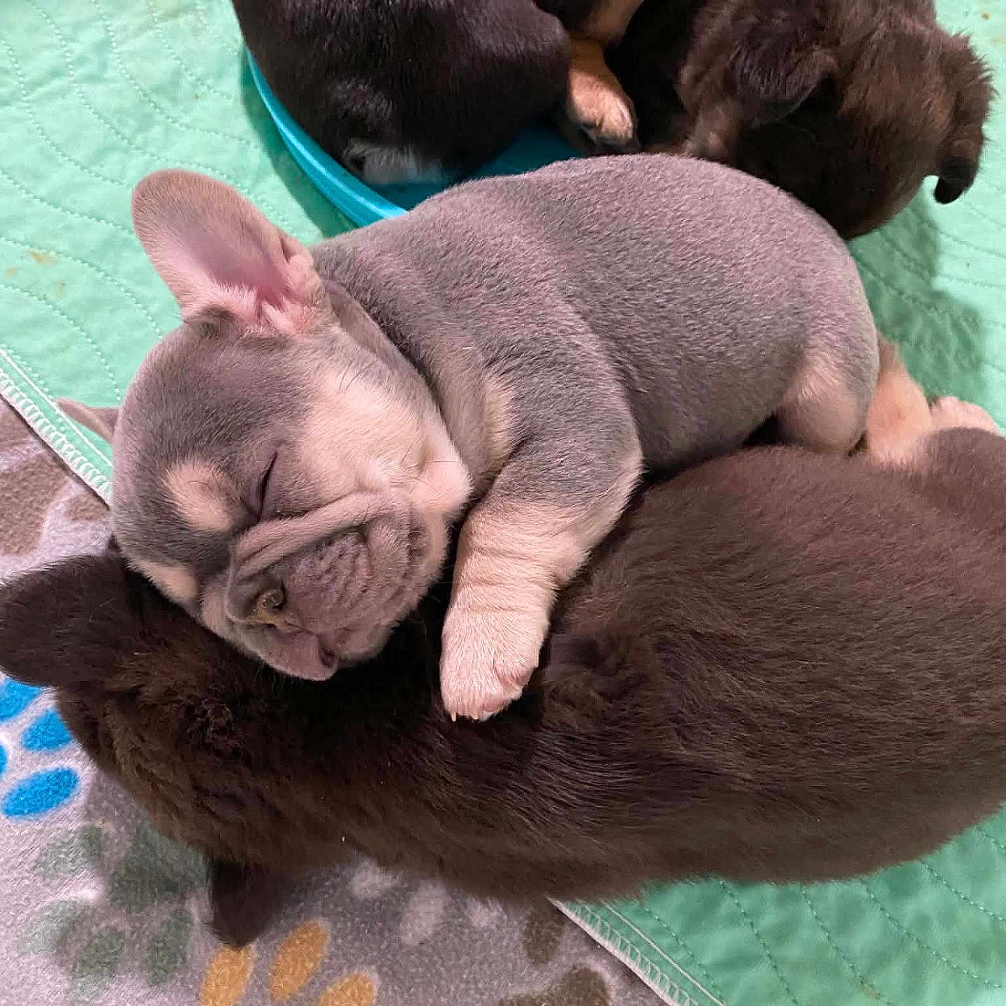 Stepper joined the competition — help win amazing prizes! puppy, dog, french_bulldog, sleeping, brown, chocolate_color, litter, three_dogs, cuddle_pile, cute, adorable, animal, pet, closeup, indoor, blanket, quilt, resting, snuggled, cozy