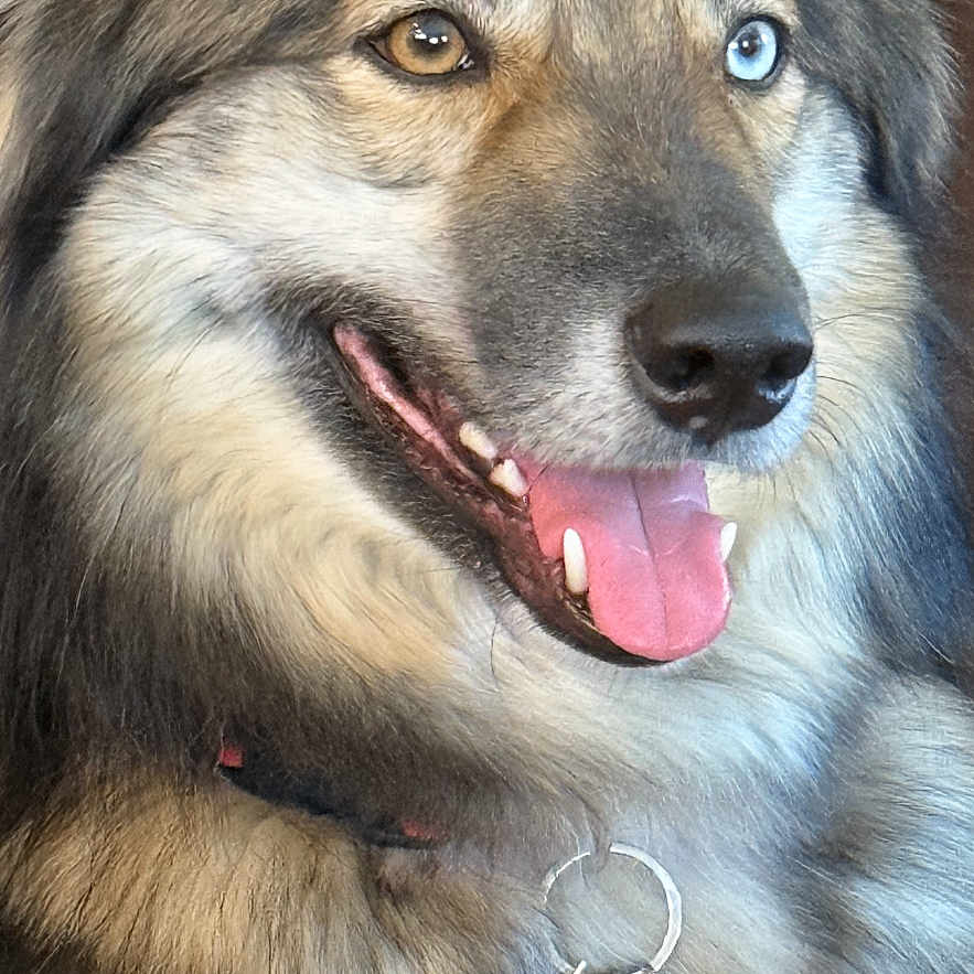 Cobra Kai is registered to the contest to win money with this photo: animal, blue_eye, brown_eye, canine, close_up, collar, cute, dog, domestic_animal, fluffy, friendly, fur, happy, heterochromia, indoor, muzzle, pet, portrait, tags, tongue_out