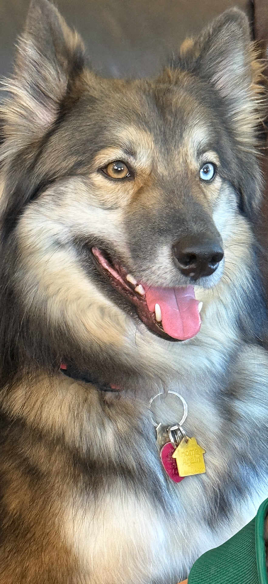 Cobra Kai is registered to the contest to win money with this photo: animal, blue_eye, brown_eye, canine, close_up, collar, cute, dog, domestic_animal, fluffy, friendly, fur, happy, heterochromia, indoor, muzzle, pet, portrait, tags, tongue_out