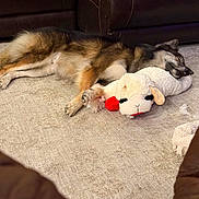 Cobra Kai joined the competition — help win amazing prizes! animal, carpet, cozy, cute, dog, fur, home, indoor, leather_couch, living_room, muzzle, napping, paw, pet, relaxation, resting, sheep_toy, sleeping, stuffed_toy, toy_damage