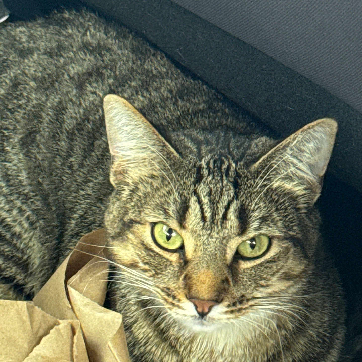 Shadow is registered to the contest to win money with this photo: abyssinian, accessories, animal, bag, blanket, box, cat, couch, cushion, egyptiancat, formalwear, furniture, homedecor, kitten, manx, newspaper, person, pet, sleeping, text