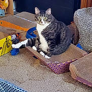 Monkey is registered to the contest to win money with this photo: cat, tabby_cat, pet, indoor, carpet, scratching_pad, toys, cardboard_box, sitting, stare, whiskers, paws, ears, furniture, shelf, living_room, playful, cozy, relaxed, gaze