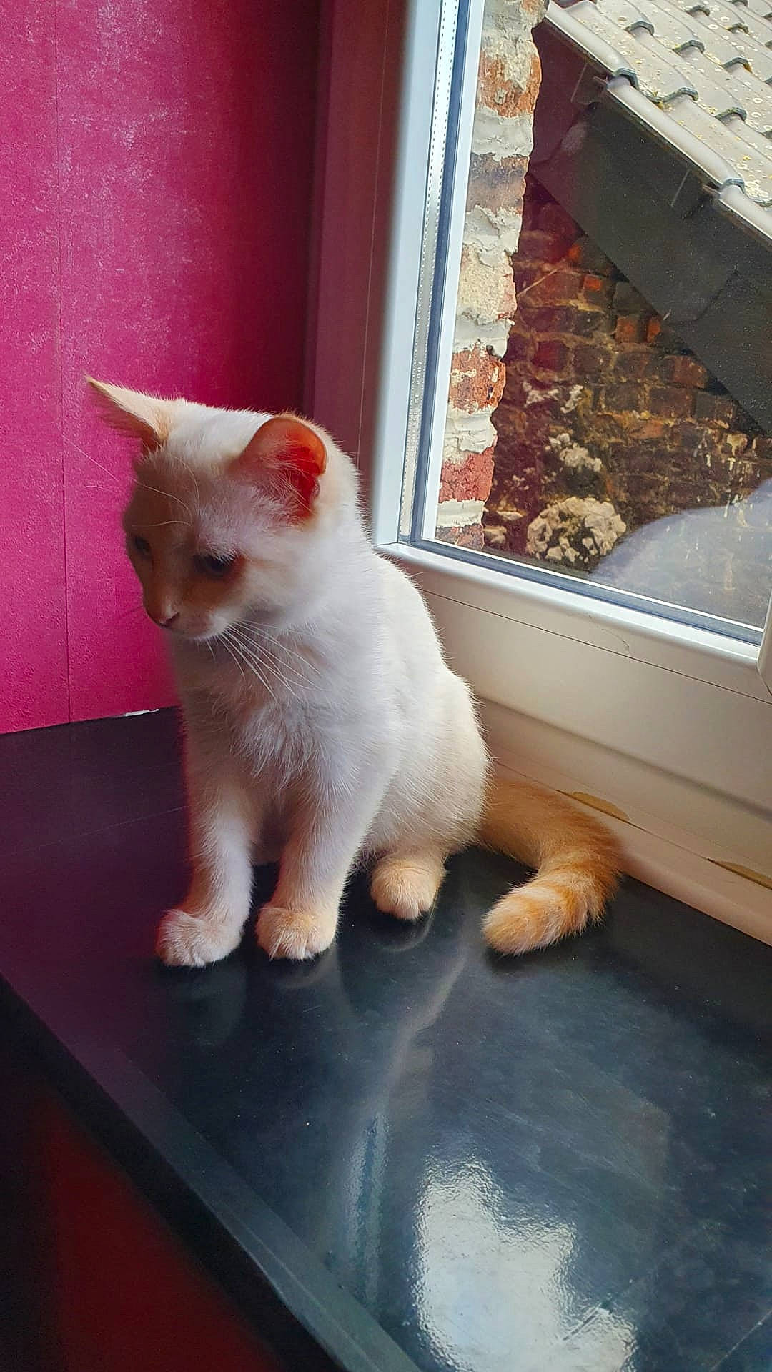 Magic a rejoint le concours — aidez-le/la à gagner de superbes lots ! carnivore, cat, domestic_short_haired_cat, fawn, felidae, fixture, flooring, fur, paw, rectangle, room, sash_window, small_to_medium_sized_cats, snout, table, tail, whiskers, window, wood