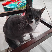 Floki joined the competition — help win amazing prizes! cat, grey_cat, white_paws, indoor, tiled_floor, wooden_chair, box, mountain_dew, curious, pet, animal, floor, feline, whiskers, looking_up, domestic, household, cute, floor_tile, kitchen