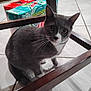 cat, grey_cat, white_paws, indoor, tiled_floor, wooden_chair, box, mountain_dew, curious, pet, animal, floor, feline, whiskers, looking_up, domestic, household, cute, floor_tile, kitchen