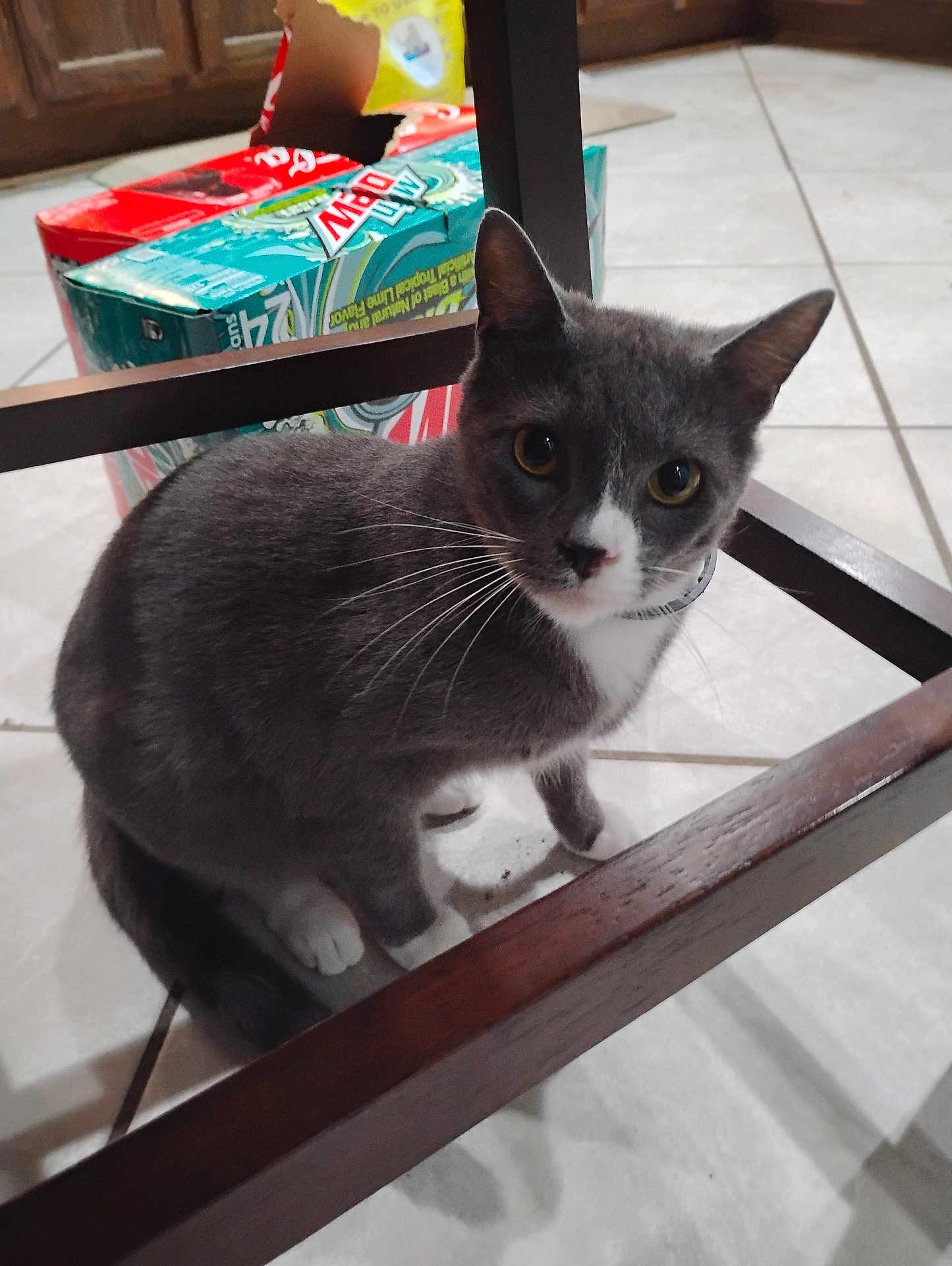 Floki joined the competition — help win amazing prizes! cat, grey_cat, white_paws, indoor, tiled_floor, wooden_chair, box, mountain_dew, curious, pet, animal, floor, feline, whiskers, looking_up, domestic, household, cute, floor_tile, kitchen