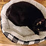 cat, black_cat, pet_bed, cozy, fluffy, checkered_pattern, wooden_floor, animal, feline, resting, curious, indoor, cute, domestic_animal, fur, sleeping_spot, looking, comfortable, pet, companion