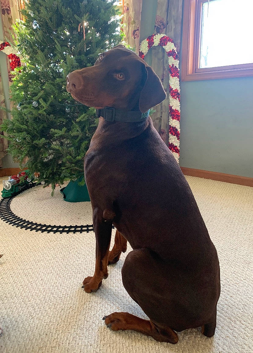Mowgli is registered to the contest to win money with this photo: brown, canidae, carnivore, christmas_decoration, collar, companion_dog, daylighting, dog, dog_breed, fawn, floor, flooring, hound, interior_design, liver, mammal, snout, sporting_group, tan, working_animal