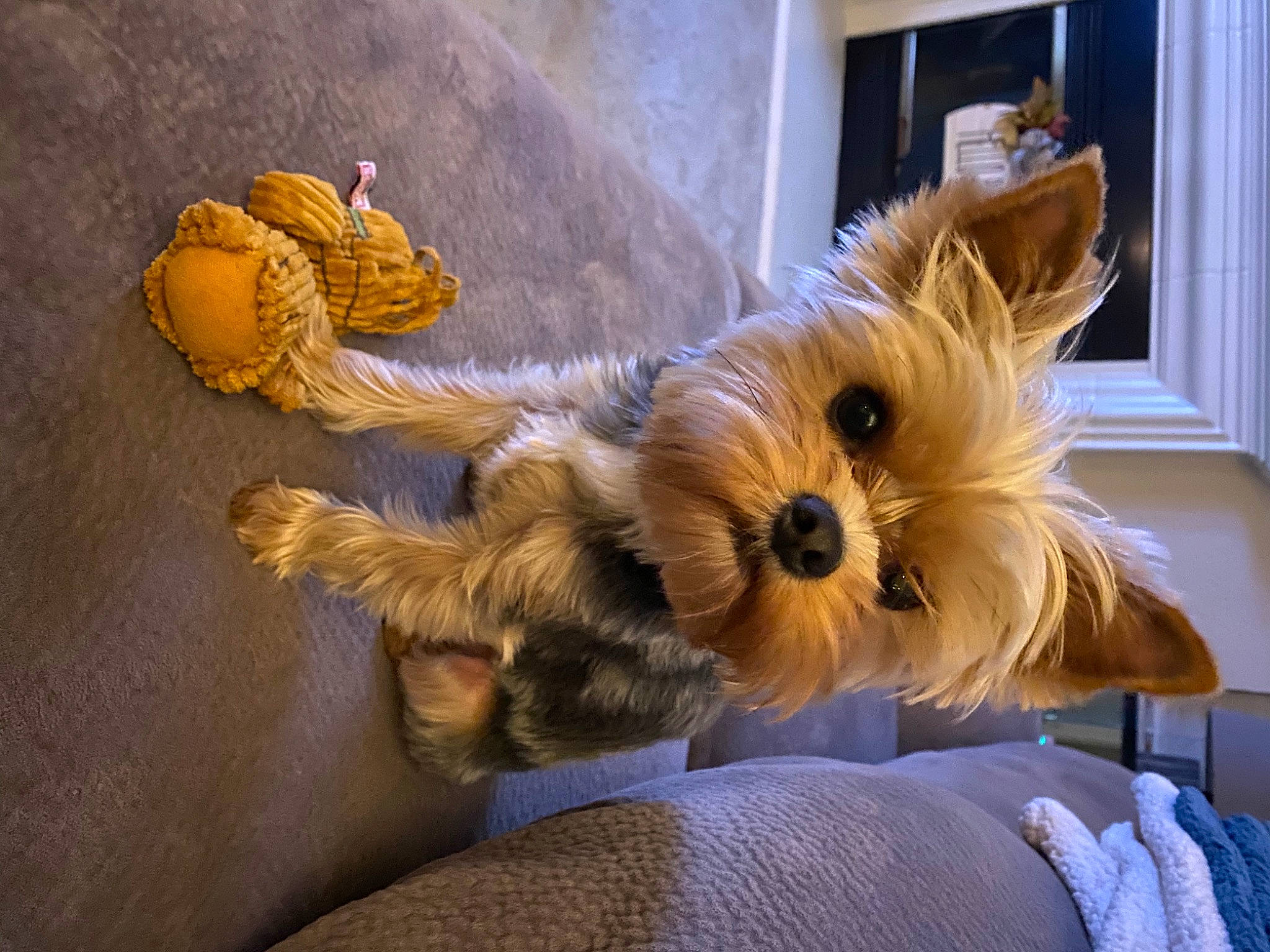 Indy is registered to the contest to win money with this photo: australian_terrier, canidae, carnivore, companion_dog, curtain, dog, dog_breed, fur, non_sporting_group, norwich_terrier, small_terrier, stuffed_toy, terrier, toy, toy_dog, west_highland_white_terrier