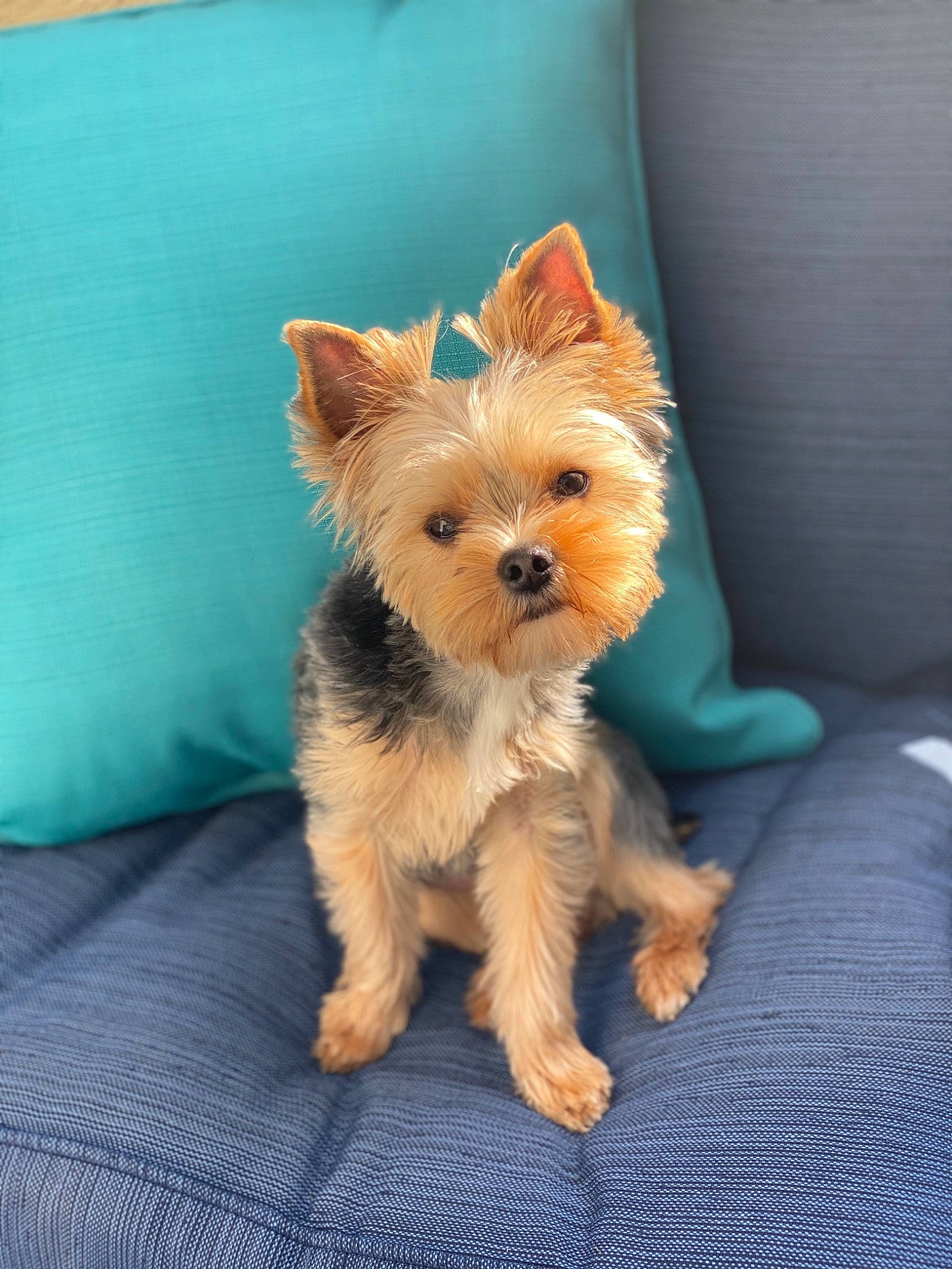 Indy is registered to the contest to win money with this photo: aqua, australian_terrier, cairn_terrier, canidae, carnivore, companion_dog, dog, dog_breed, dog_supply, home_accessories, linens, mammal, non_sporting_group, small_terrier, snout, teal, terrier, toy_dog, turquoise, vertebrate
