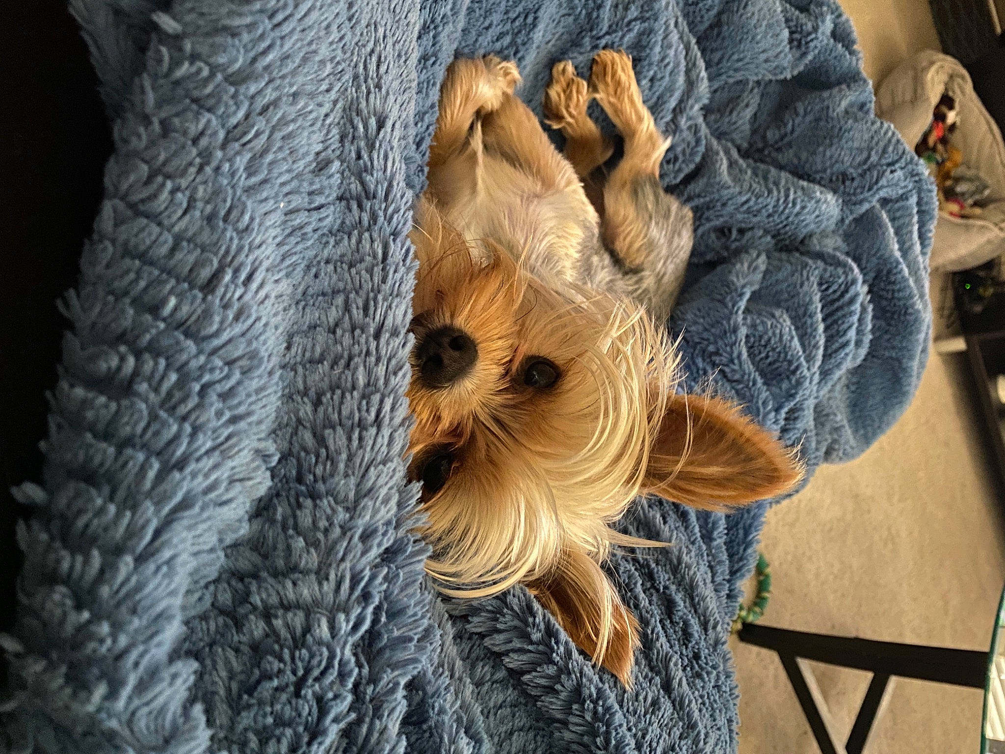 Indy joined the competition — help win amazing prizes! canidae, carnivore, companion_dog, dog, dog_breed, dog_clothes, fawn, fur, natural_material, non_sporting_group, small_terrier, snout, terrier, toy_dog, working_animal