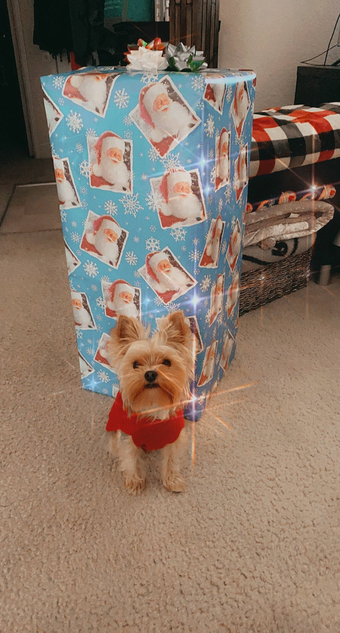 Indy is registered to the contest to win money with this photo: canidae, carnivore, companion_dog, dog, dog_breed, dog_supply, floor, flooring, home_accessories, interior_design, non_sporting_group, peach, pet_supply, puppy, small_terrier, snout, terrier, toy_dog, vertebrate, working_animal