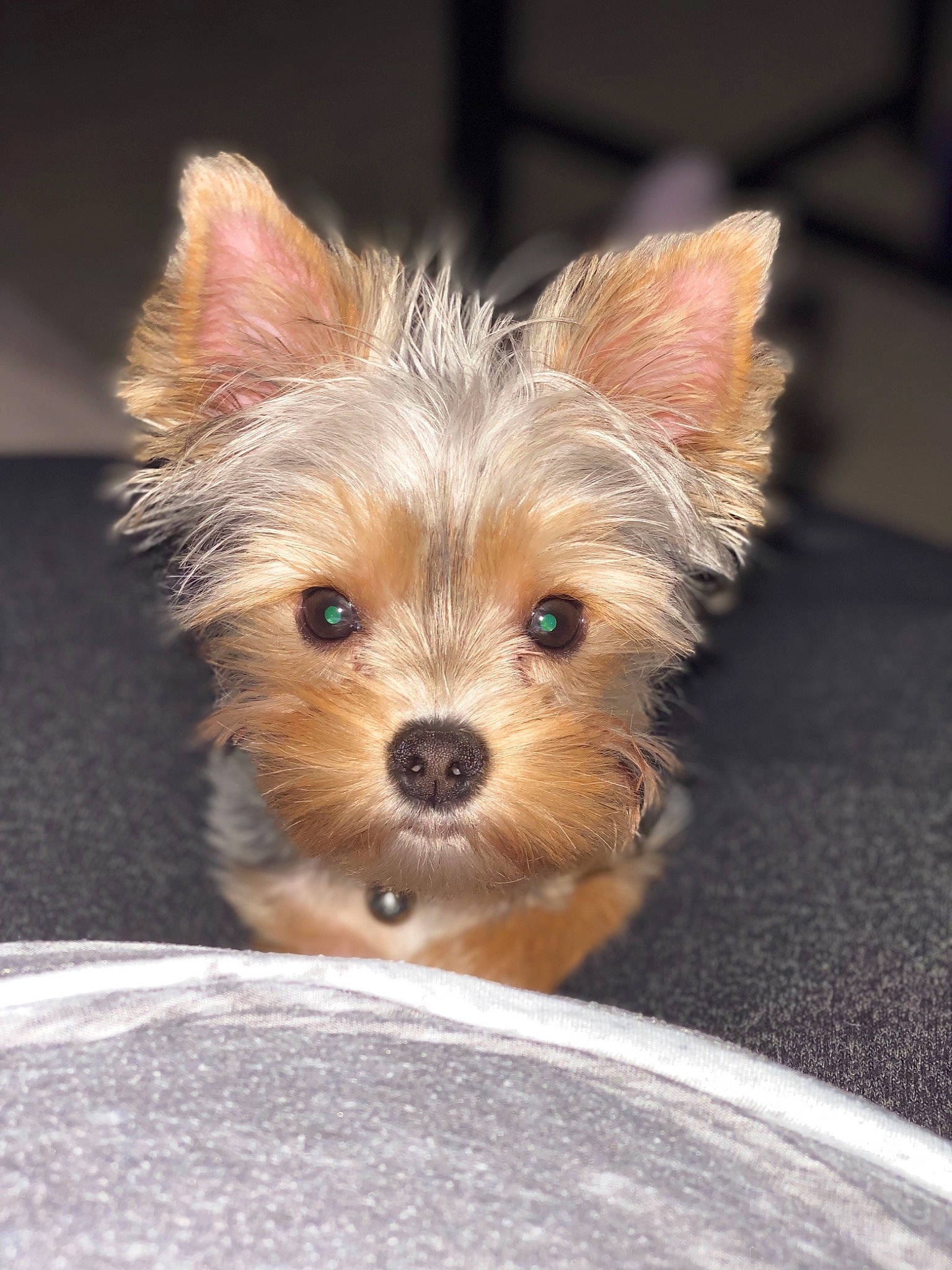 Indy joined the competition — help win amazing prizes! australian_terrier, blond, canidae, carnivore, companion_dog, dog, dog_breed, fawn, non_sporting_group, norwich_terrier, puppy, skin, small_terrier, snout, terrier, toy_dog, vertebrate, working_animal, yorkipoo, yorkshire_terrier