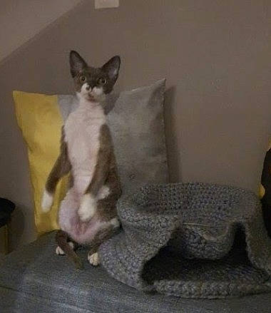 Péppino a rejoint le concours — aidez-le/la à gagner de superbes lots ! balinese, carnivore, cat, cat_supply, comfort, domestic_short_haired_cat, fawn, felidae, flooring, fur, grey, linens, paw, pet_supply, room, sitting, small_to_medium_sized_cats, snout, tail, whiskers