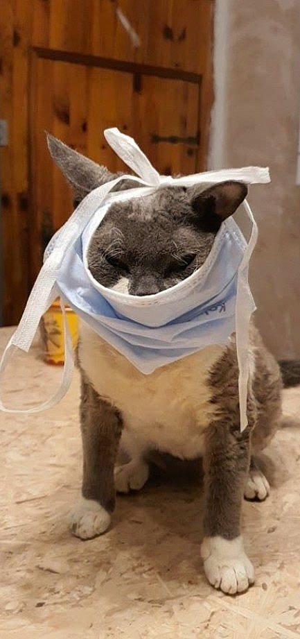 Péppino participe au concours pour gagner de l'argent avec cette photo : canidae, companion_dog, dog_breed, door, ear, fawn, felidae, fur, livestock, non_sporting_group, pet_supply, snout, tail, terrestrial_animal, whiskers, wood, working_animal