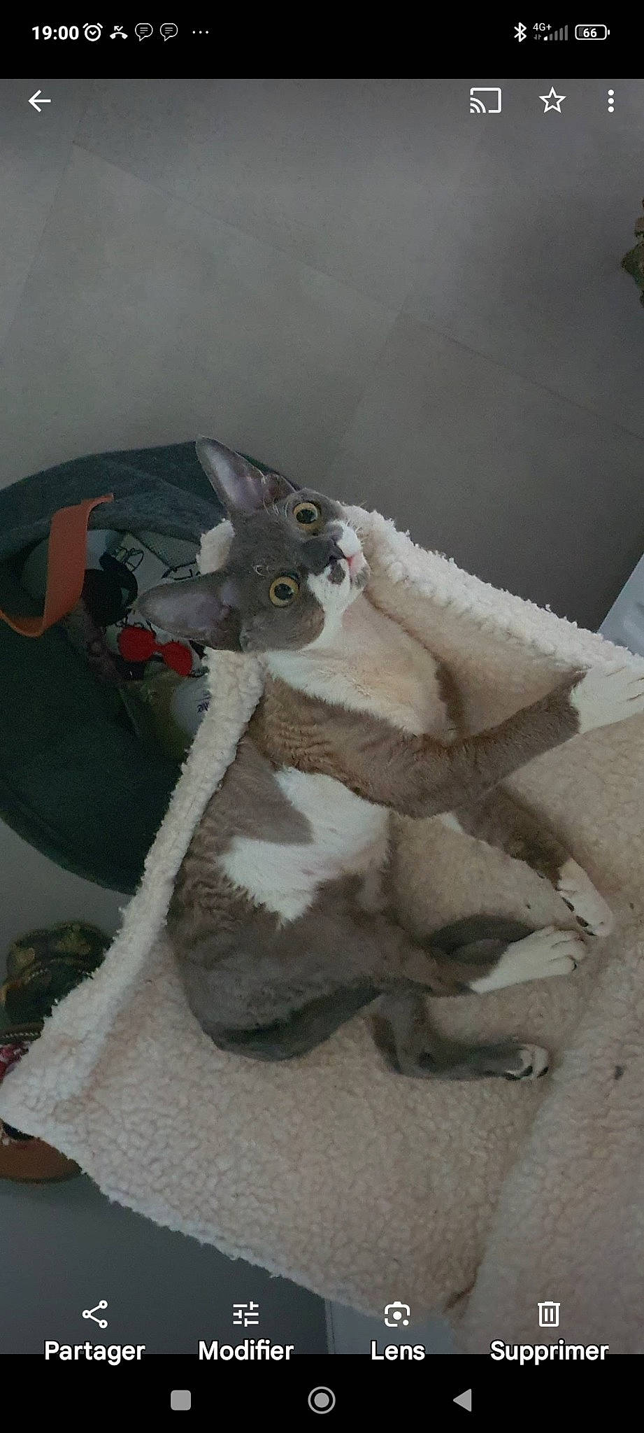 Péppino participe au concours pour gagner de l'argent avec cette photo : art, carmine, fawn, fictional_character, flooring, fur, fur_clothing, grey, linens, paper, plush, room, small_to_medium_sized_cats, stuffed_toy, tail, teddy_bear, toy, whiskers, wing, wood