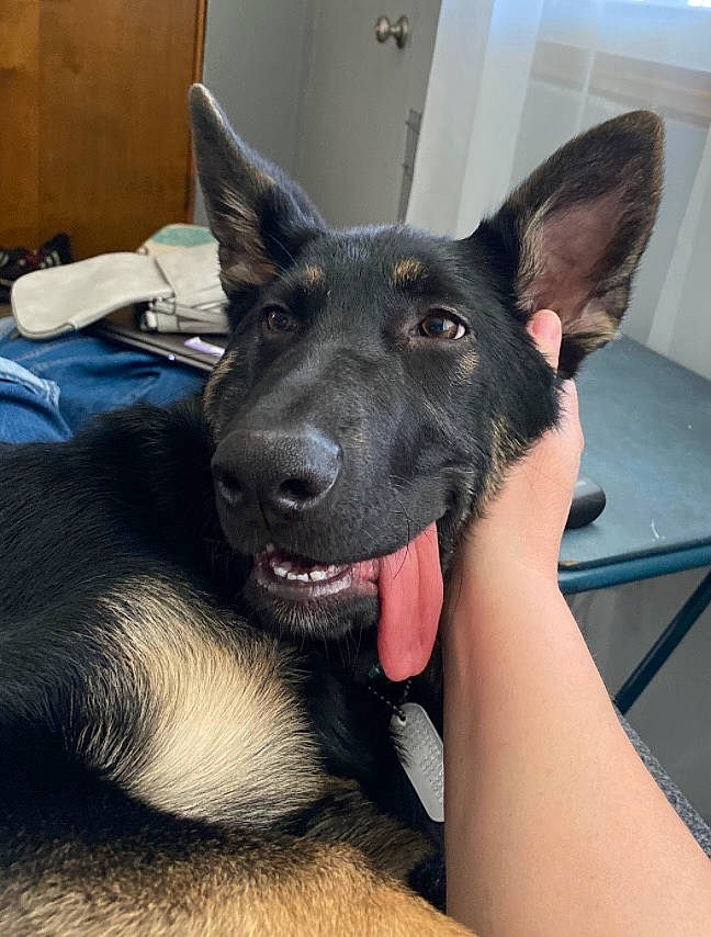 Aura joined the competition — help win amazing prizes! canidae, carnivore, companion_dog, dog, dog_breed, ear, east_european_shepherd, fawn, fur, german_shepherd_dog, guard_dog, herding_dog, king_shepherd, non_sporting_group, old_german_shepherd_dog, snout, sporting_group, whiskers, working_animal, working_dog