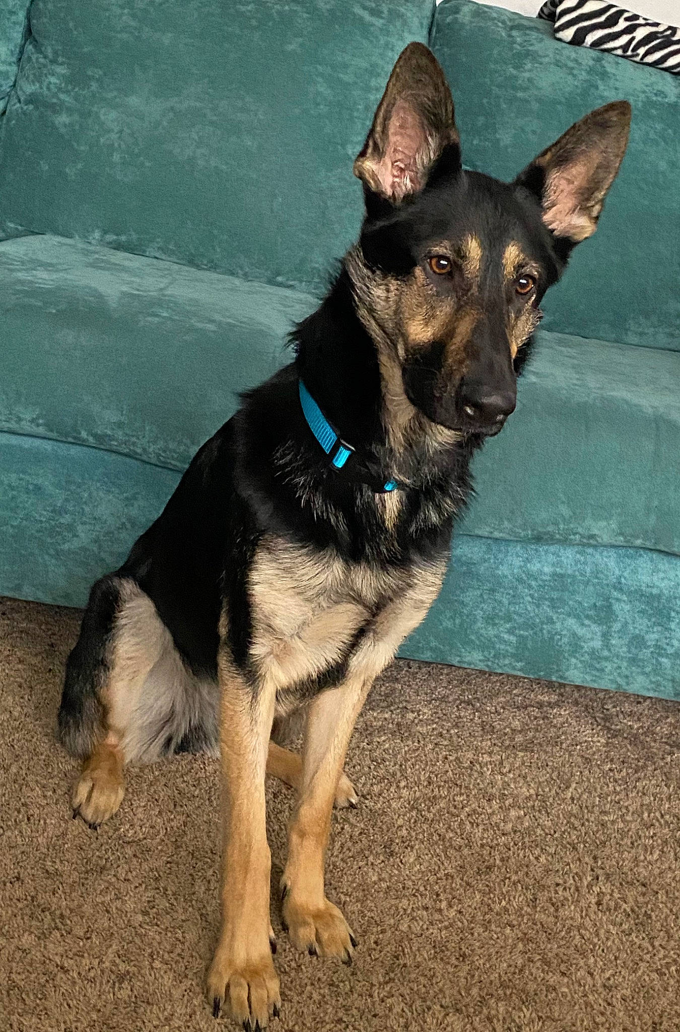 Aura joined the competition — help win amazing prizes! biting, canidae, carnivore, collar, companion_dog, dog, dog_breed, dog_collar, dog_supply, east_european_shepherd, fawn, fur, german_shepherd_dog, guard_dog, herding_dog, king_shepherd, old_german_shepherd_dog, sporting_group, working_animal, working_dog