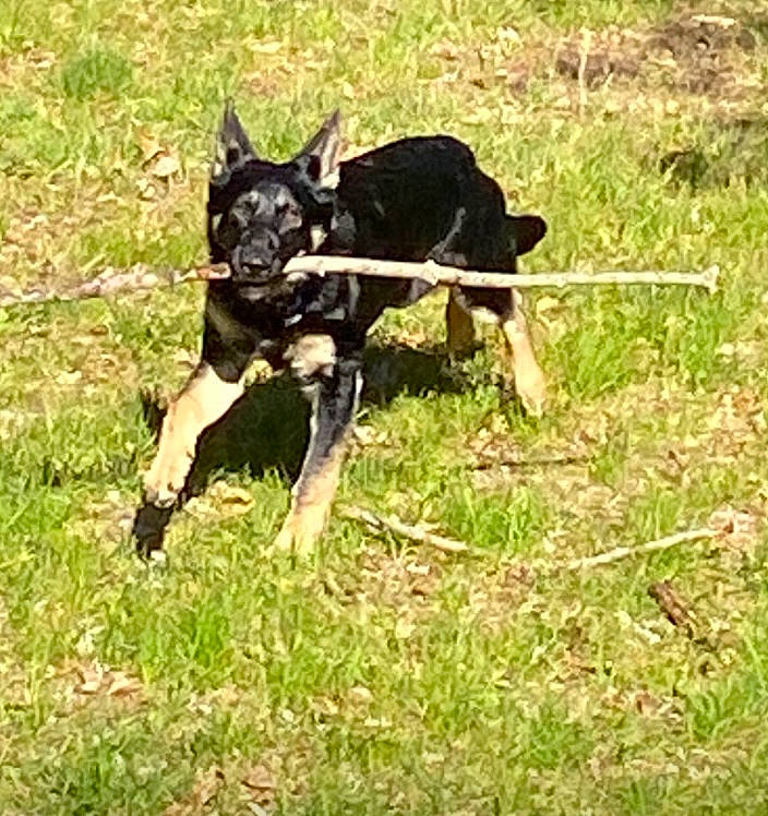 Aura is registered to the contest to win money with this photo: canidae, carnivore, collar, companion_dog, dog, dog_breed, dog_collar, dog_supply, fashion_accessory, grass, leash, personal_protective_equipment, plant, recreation, snout, sporting_group, tail, terrestrial_animal, working_animal, working_dog