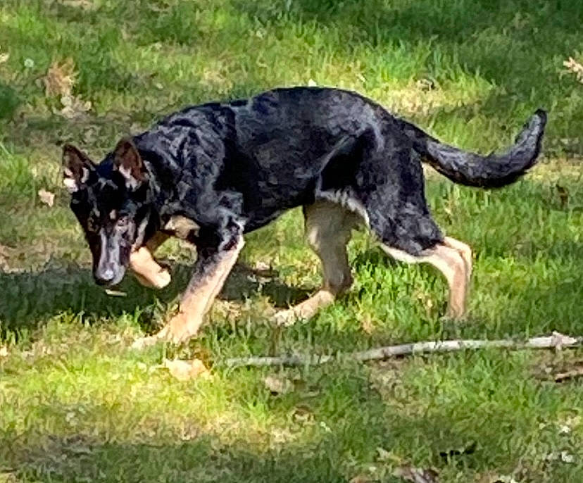 Aura is registered to the contest to win money with this photo: borador, canidae, carnivore, collar, companion_dog, dog, dog_breed, grass, guard_dog, herding_dog, hunting_dog, plant, sporting_group, tail, terrestrial_animal, working_animal, working_dog