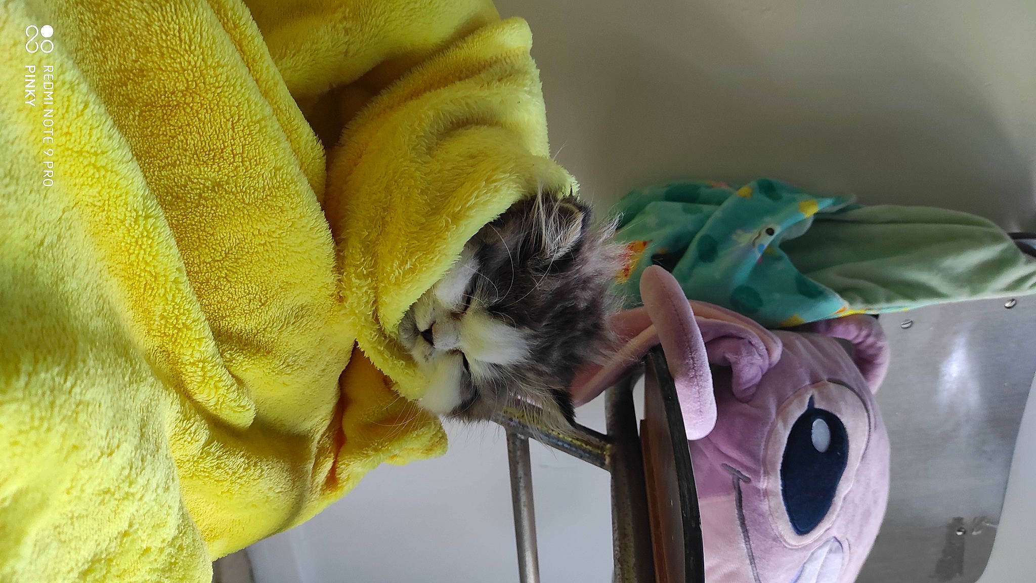 Skittlez participe au concours pour gagner de l'argent avec cette photo : cat, fawn, linens, textile, yellow