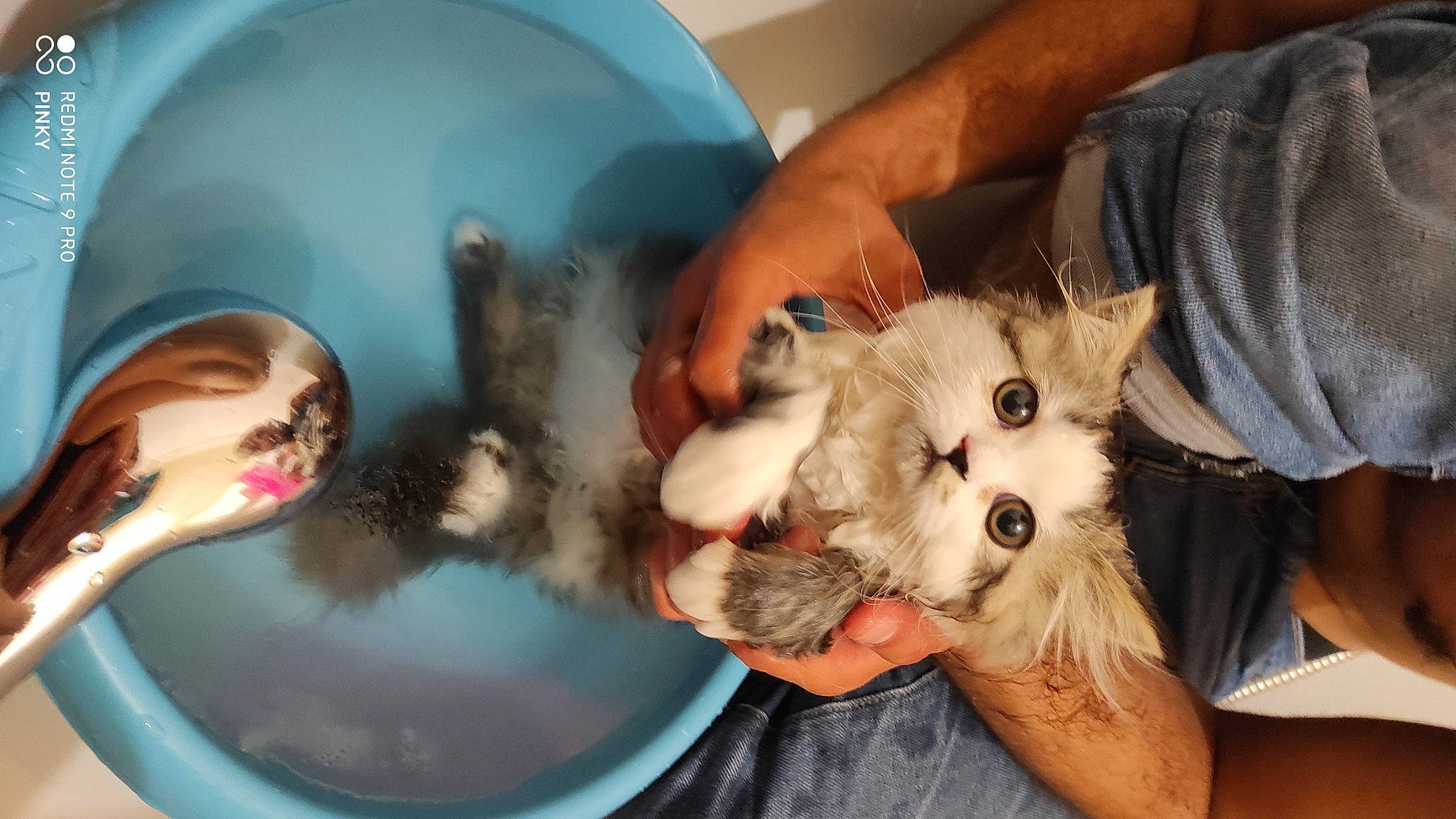 Skittlez participe au concours pour gagner de l'argent avec cette photo : canidae, carnivore, cavachon, companion_dog, dog, dog_breed, fawn, mammal, morkie, puppy, puppy_love