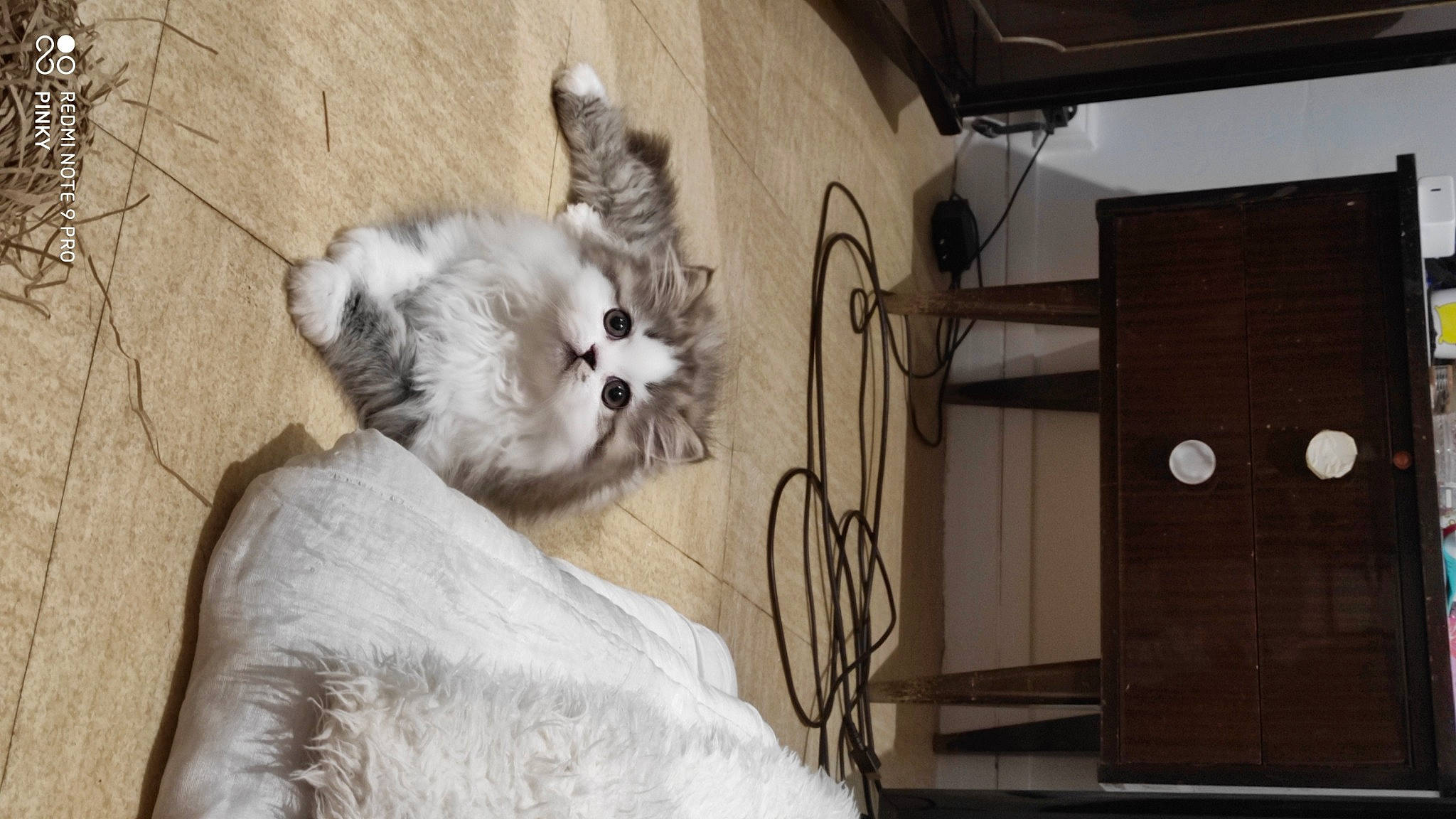 Skittlez a rejoint le concours — aidez-le/la à gagner de superbes lots ! british_longhair, canidae, carnivore, cat, companion_dog, ear, felidae, fur, ragdoll, small_to_medium_sized_cats, snout, whiskers