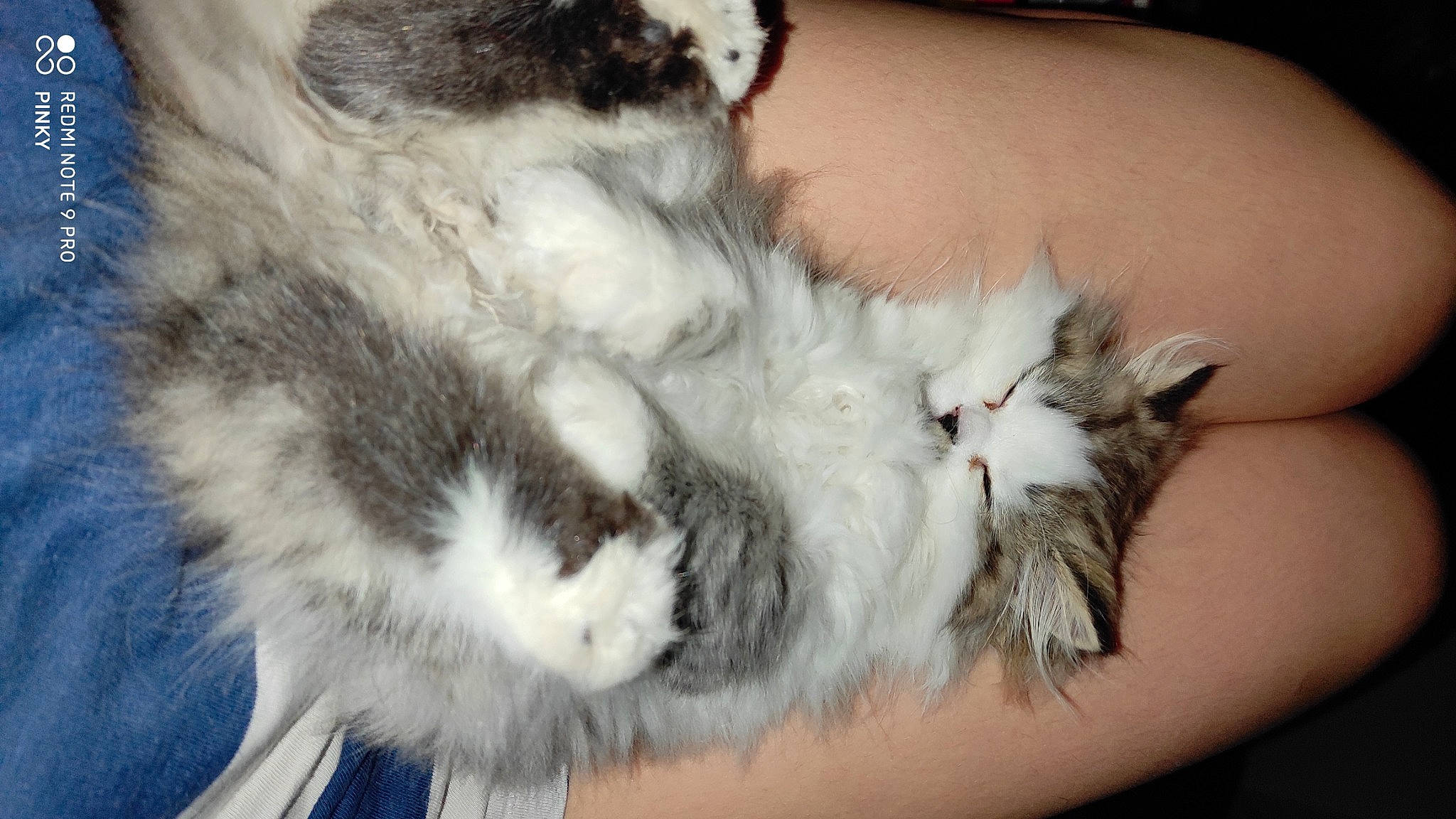 Skittlez participe au concours pour gagner de l'argent avec cette photo : carnivore, cat, claw, domestic_long_haired_cat, ear, felidae, fur, kitten, norwegian_forest_cat, nose, paw, polydactyl_cat, small_to_medium_sized_cats, whiskers