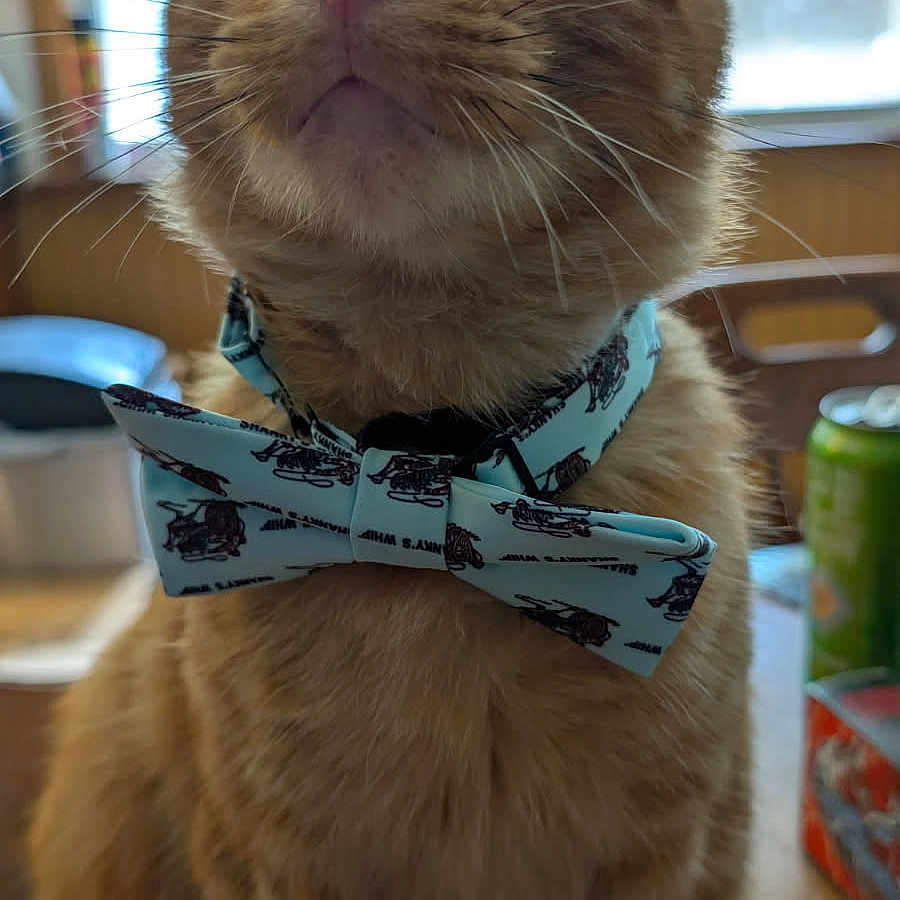 Roast Beef joined the competition — help win amazing prizes! animal, blurred_background, bow_tie, cat, close_up, collar, curious, cute, domestic_animal, feline, fluffy, household, indoor, orange_tabby, pet, portrait, seated, tabby, whiskers, window